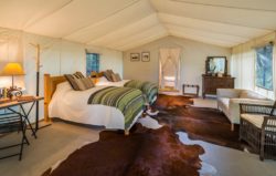 Lizard Head Tent