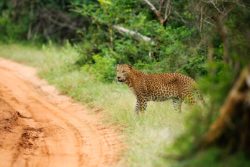 Leopard in Yala