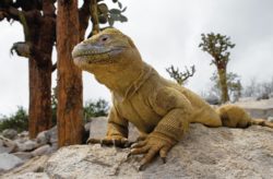 Galapagos Iguana Echse an Land